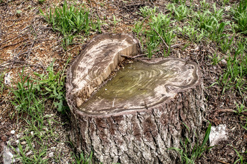 Old stump in the grass