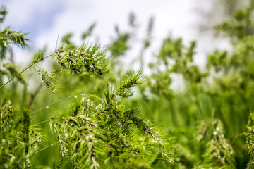 Grass brush as a background