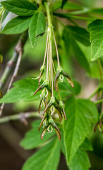 Young Maple Tree Seeds