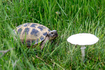 Turtle in the grass