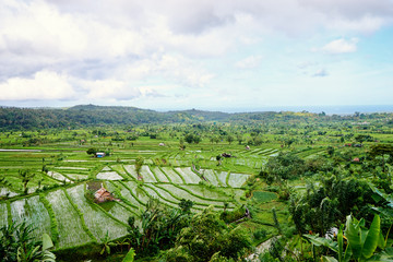 Beautiful landscape with green rise fields view. Bali, Indonesia.