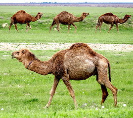 Camel in nature