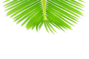 green palm coconut  tree leaves texture on white background with text copy space
