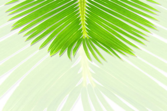 green palm coconut  tree leaves texture on bluer background with text copy space
