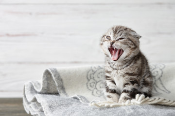 Cute scottish fold kitten yawning in blanket