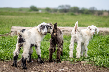 Fototapeta premium Little baby goats in nature
