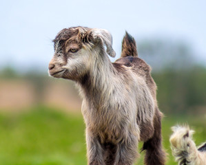Fototapeta premium Little baby goats in nature