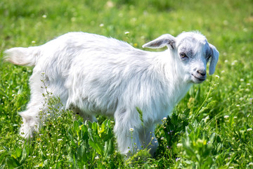 Obraz premium Little baby goats in nature