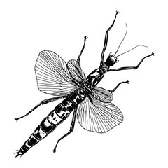 Insect with wings, flying bug. Vintage old hand drawn stippling and hatching, shading style. Engraved stipple woodcut. Vector.