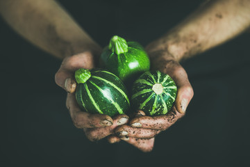 Man wearing black clothing holding fresh seasonal green round zucchinis in his dirty hands at local farmers market, horizontal composition. Gardening, farming and natural food concept