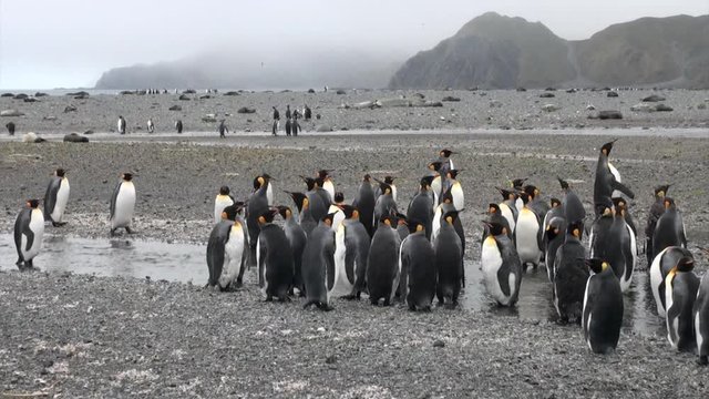Group of important penguin on background of mountains and ship in Antarctica. Incredibly intelligent and dignified animals birds. Coast of cold ocean on background of snowy mountains.