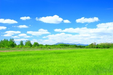 Spring green countryside landscape 