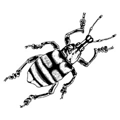 Insect, bug, scarab beetle. Trendy embroidery stippling and hatching, shading style. Stipple art. Vector.