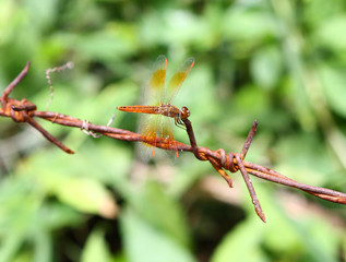 Dragonfly resting on a barbed wire.