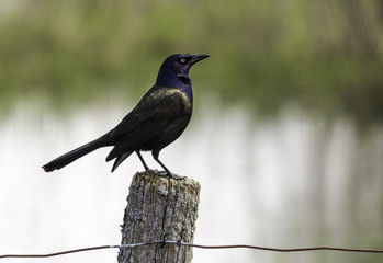 Common Grackle perched on a wooden fence post