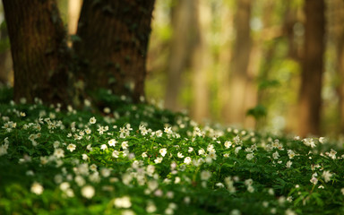 Fototapeta premium Blossoming glade of flowers in green spring forest in sunlight