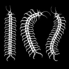 Insect, bug, centipede. Trendy embroidery stippling and hatching, shading style. Stipple art. Vector.