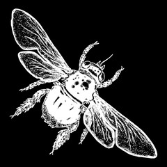 Obraz premium Insect stipple drawing isolated honey Bee. Flying bug in trendy embroidery stippling and hatching, shading style. Vector.