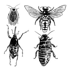 Big set of insects, bugs, flying beetles. Many species in vintage old hand drawn stippling and hatching, shading style. Engraved stipple woodcut. Vector.
