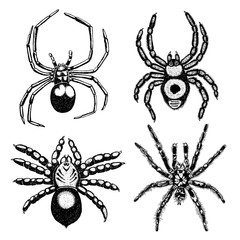 Insect stipple drawing set isolated. Insects spiders collection in trendy embroidery stippling and hatching, shading style. Vector.