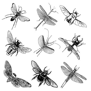 Big set of insects, bugs, beetles, fly, bees, fleas.  Many species in vintage old hand drawn stippling and hatching, shading style. Engraved stipple woodcut. Vector.