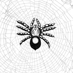 Hand drawn spider on the web. Realistic insect. Vintage stippling and hatching style. Engraved doodle line graphic design for Halloween. Black and white. Vector.