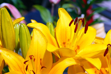 Lilly flowers closeup.