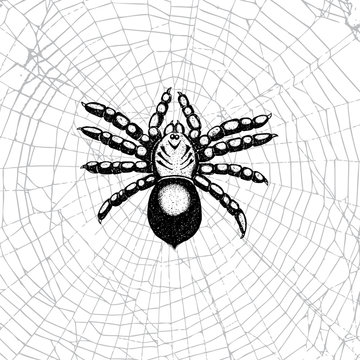 Hand drawn spider on the web. Realistic insect. Vintage stippling and hatching style. Engraved doodle line graphic design for Halloween. Black and white. Vector.