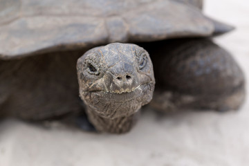 Closeup of giant tortoise