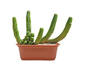 cactus isolated on white background