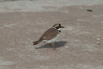 Small Plover sitting on concrete,