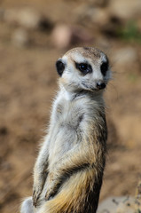 Fototapeta premium The meerkat or suricate (Suricata suricatta) is a small carnivoran belonging to the mongoose family (Herpestidae)