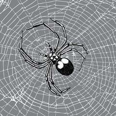 Hand drawn spider on the web. Realistic insect. Vintage stippling and hatching style. Engraved doodle line graphic design for Halloween. Black and white. Vector.
