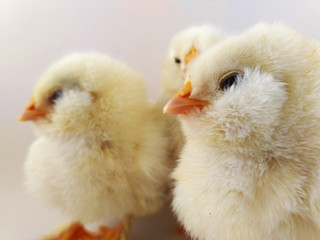 French breed chick trio called Salmon Faverolles