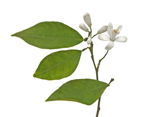 Fototapeta premium close up of citrus flowers