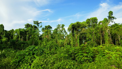 Fototapeta na wymiar tropischer Wald mit grünen Schlingpflanzen wild überwuchert