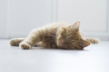 Cat on ground horizontal