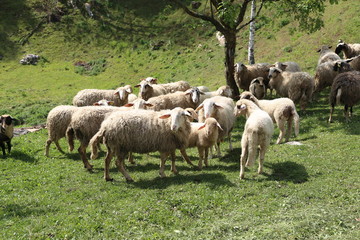 Pets / Sheep and goats graze in a pasture