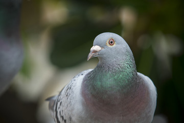 close up full body of speed racing pigeon bird on g reen blur background