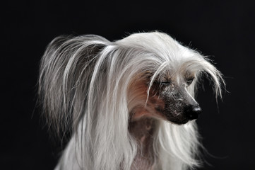 Chinese crested dog in studio