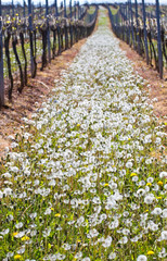 Weinanbau in Rheinhessen