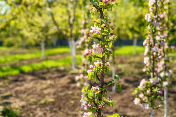 Orchard with fruit trees in bloom