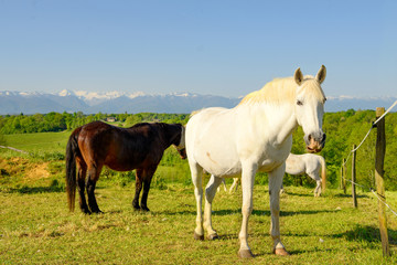 Naklejka na ściany i meble Horses in the meadow, Pyrenees mountains in background