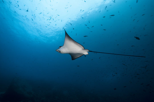 Eagle ray swimming in the sea