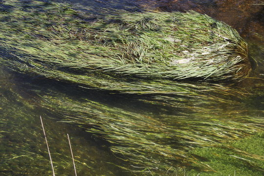 Limpidité Bilder Durchsuchen 157 Archivfotos, und