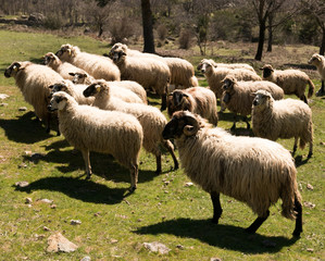 Fototapeta premium sheeps