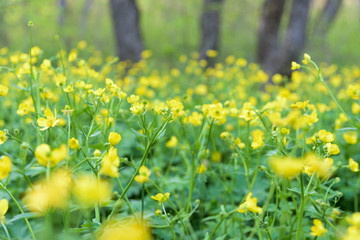 yellow flower meadow closeup