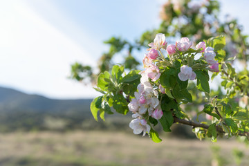 wild apple tree branch flowers closeup