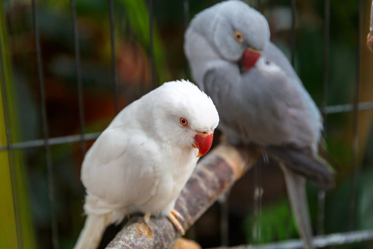 Cheerful parrots of rare breeds and bright colors sit in cages