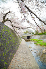 Beautiful cherry blossom waterside over weir river